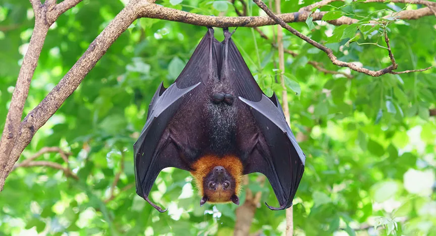 A bat hanging from a tree branch