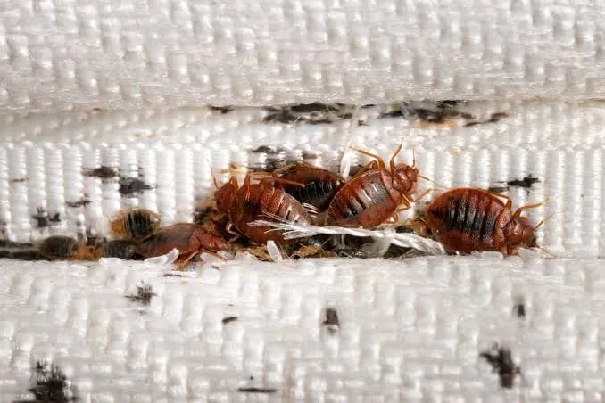 Bedbugs on a mattress seam