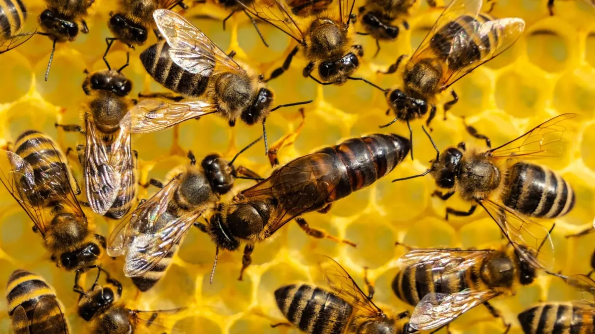 Bees on a honeycomb