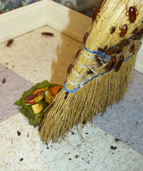 Cockroaches on a kitchen floor