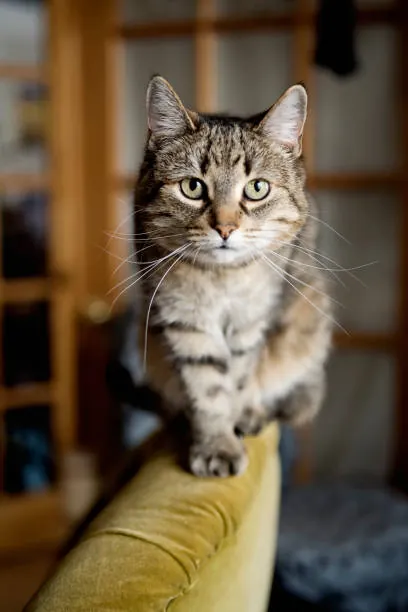 A cat standing on the back of a sofa