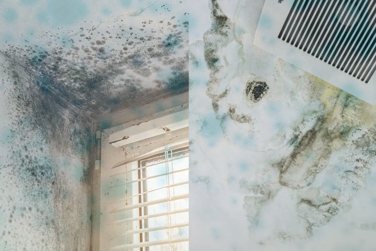 Mold on a ceiling and wall corner
