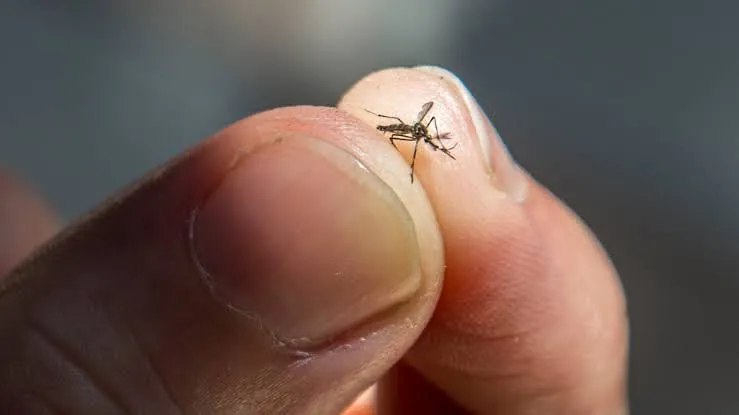 A mosquito held between two fingers