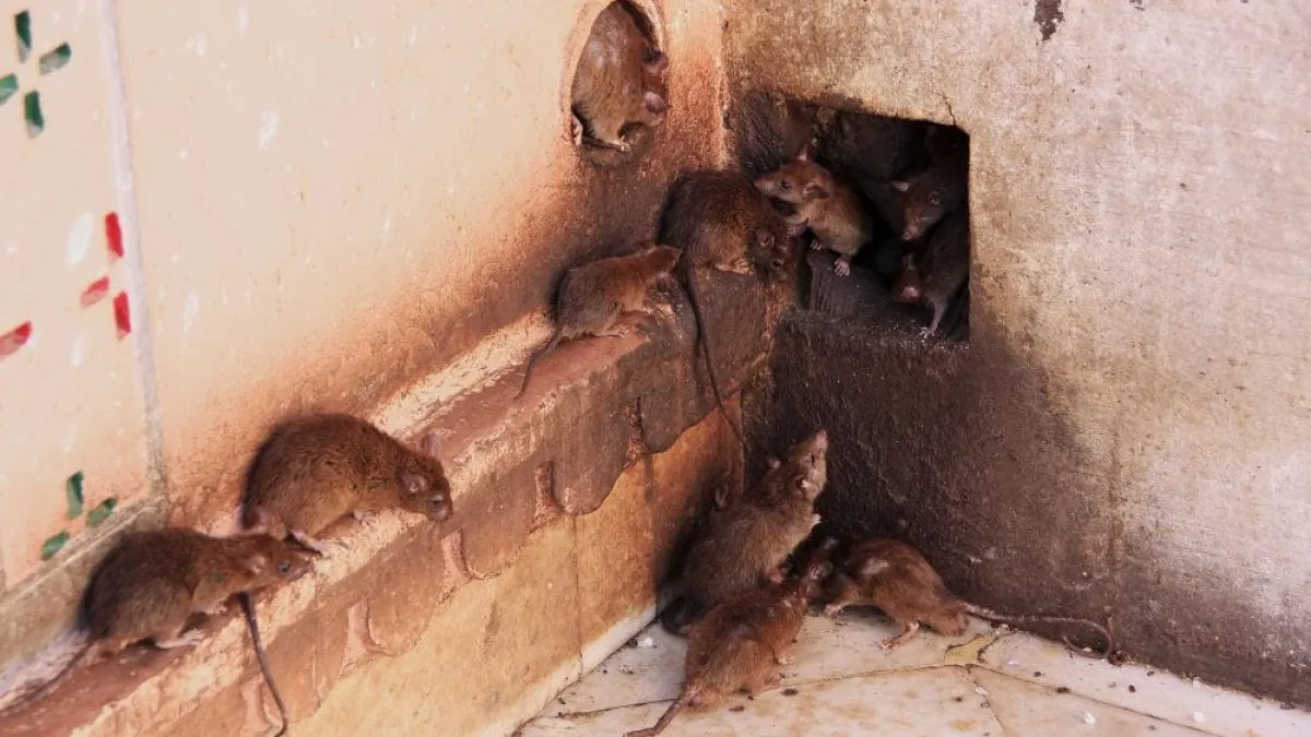 Rats coming out of a hole in a wall