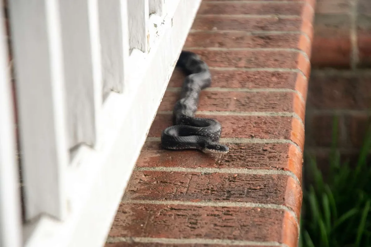 A snake moving along a brick wall beside a house