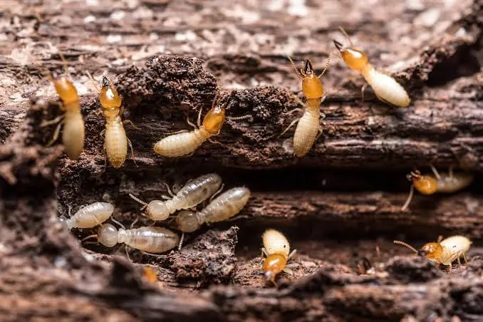 Termites in damaged wood